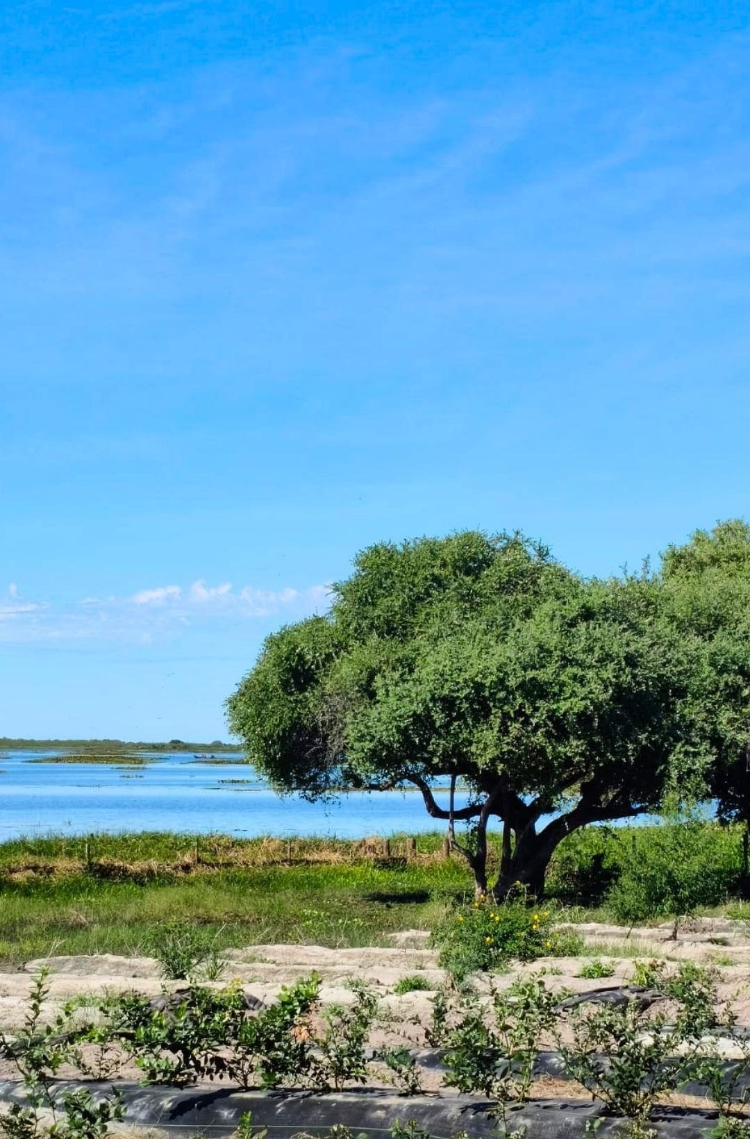Linhas de mirtilo com a lagoa ao fundo