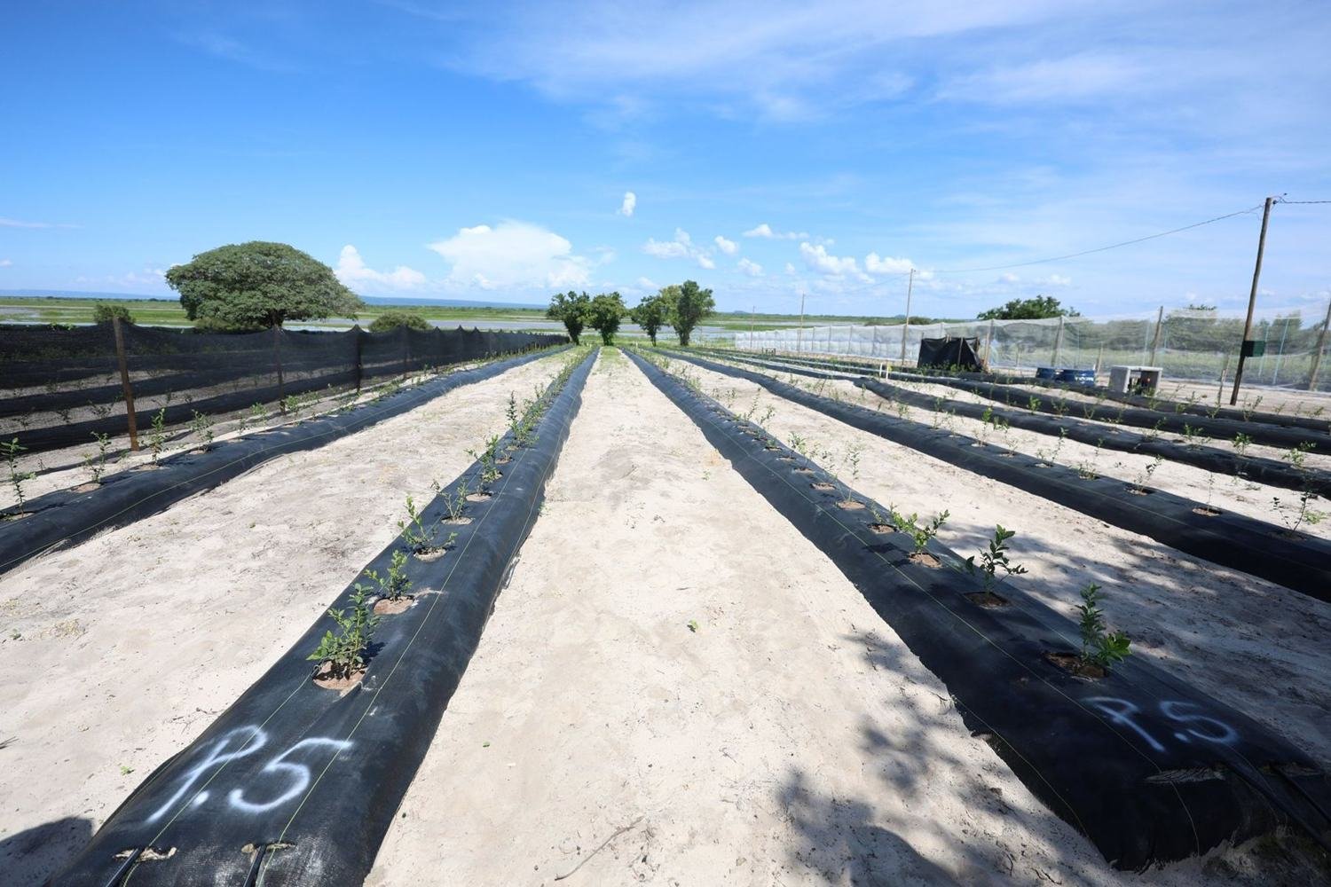 Linhas de plantio com irrigação por gotejamento
