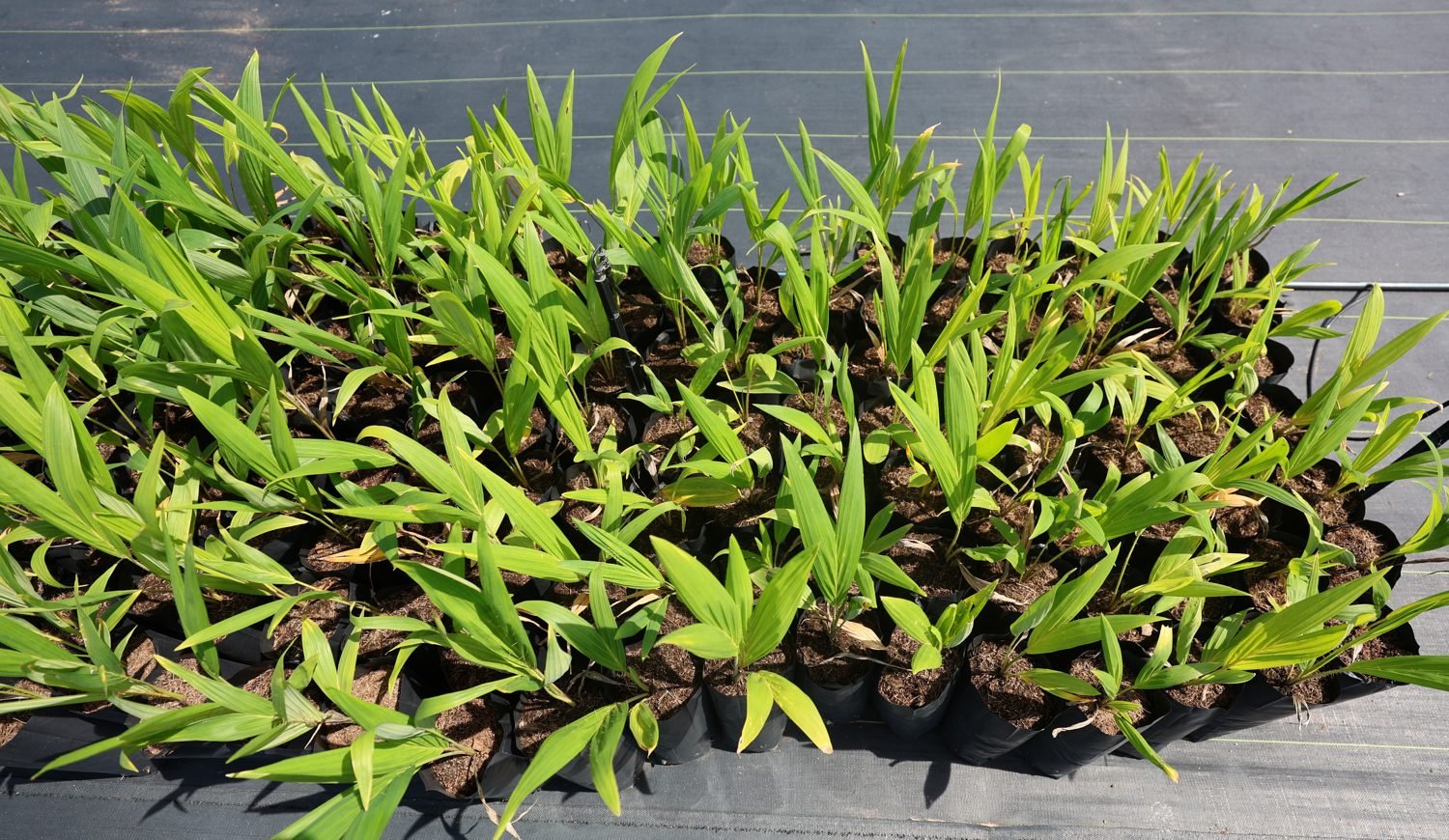 Mudas de macaúba no viveiro da Golden Agro