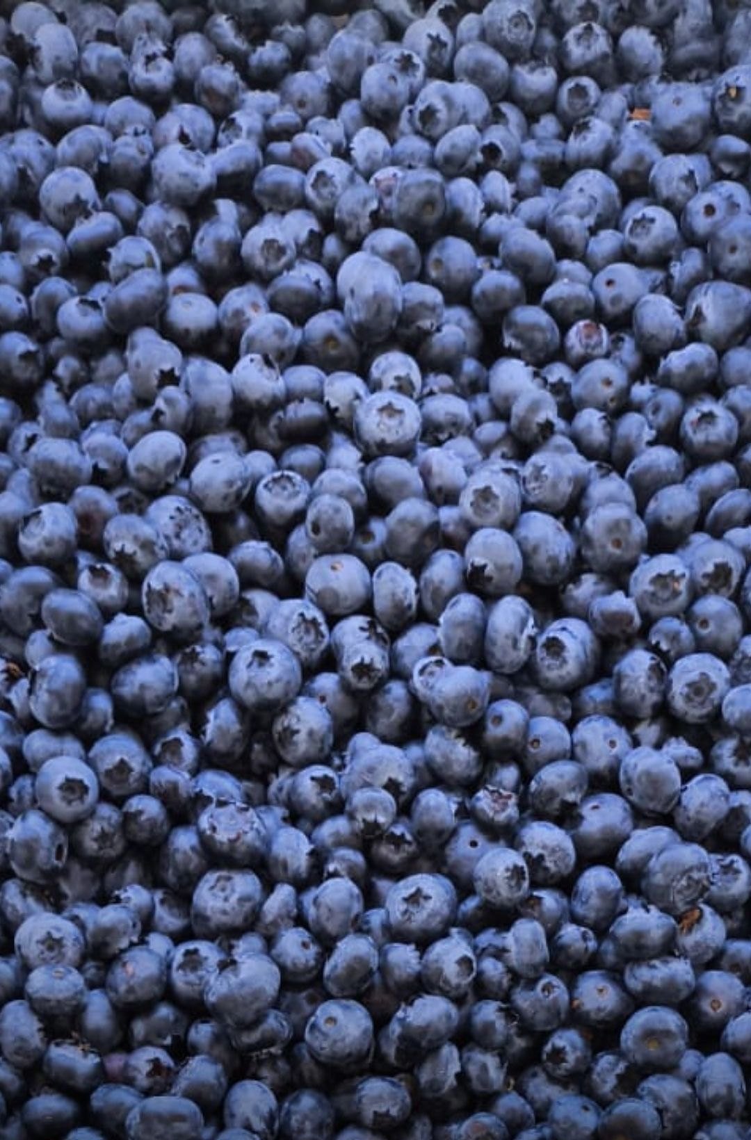 Mirtilos colhidos