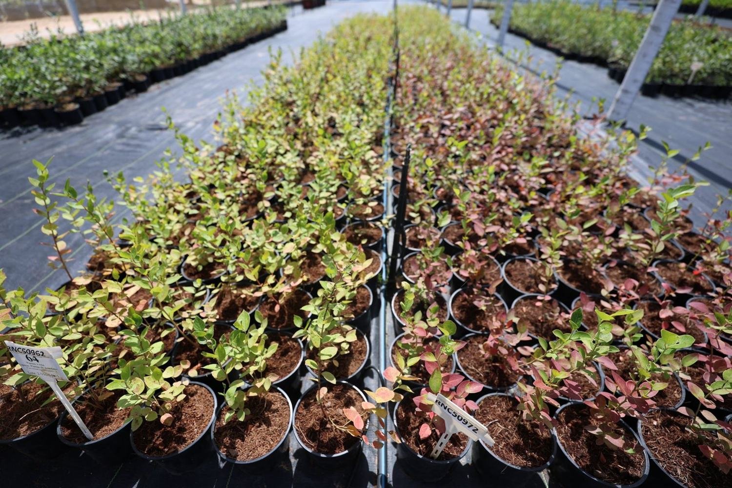 Bancadas do viveiro com mudas de mirtilo